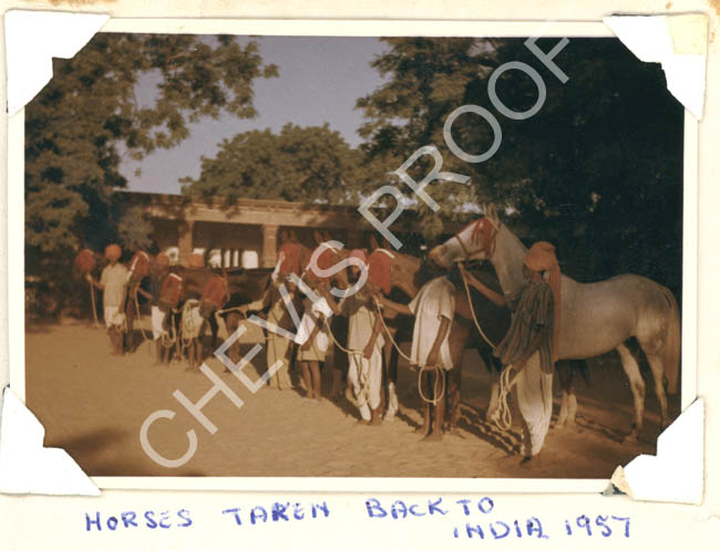 1957 Hanut ponies